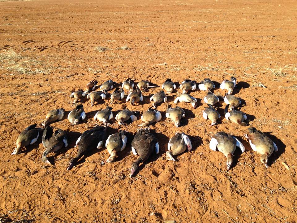 Goose Hunting Limits in Africa.jpg